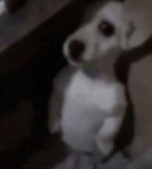 a blurred image of a small white dog standing on its hind legs