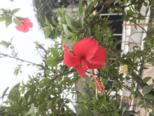 a red flower is surrounded by greenery and leaves