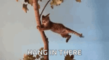 a cat is hanging from a tree branch with the words `` hang in there '' .