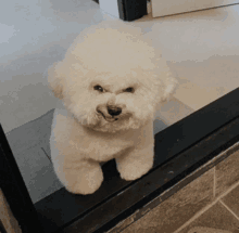 a small white dog is standing in a doorway