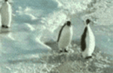 a group of penguins are walking in the snow .