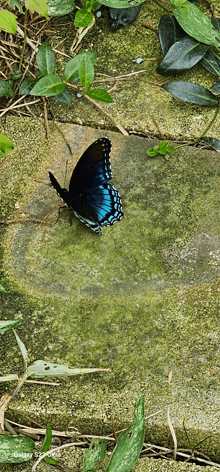 a blue butterfly is sitting on a mossy rock