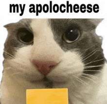 a cat is holding a piece of cheese and saying `` my apolog cheese '' .