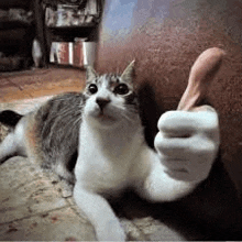 a cat is giving a thumbs up while laying on the floor .