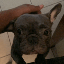 a person is petting a small french bulldog