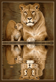 a picture of a lioness and her cub with a reflection of the lioness in the water