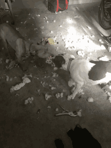 two dogs playing with stuffed animals on the floor