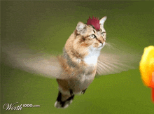 a picture of a cat that looks like a hummingbird with worth 1000.com on the bottom