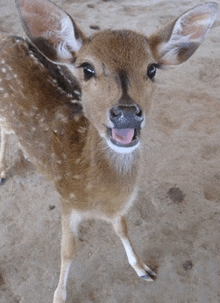 a baby deer with its tongue out looking at the camera