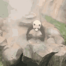 a panda bear is sitting on top of a rock eating a piece of food .