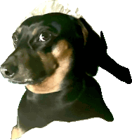 a close up of a black and brown dog 's face with a white background