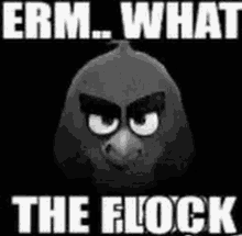 a black and white image of an angry bird with the words " erm what the flock " below it .