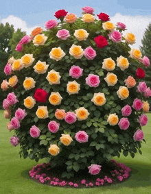 a bunch of roses are growing on a bush