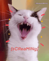 a cat with its mouth open and the word screaming written below it
