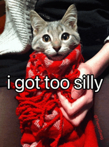 a cat is wrapped in a red scarf with the words i got too silly below it