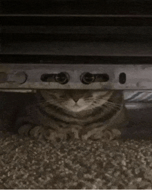 a cat peeking out from under a door