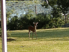 a deer stands in a grassy field with a lake in the background