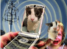 a person holding a flip phone with a cat on the screen