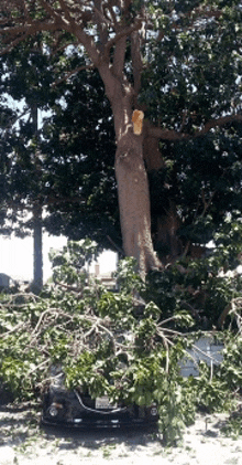 a car that has been damaged by a tree and branches