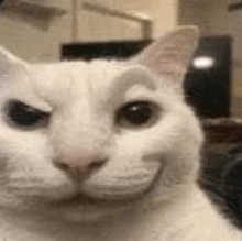 a close up of a white cat 's face with a smile on its face .