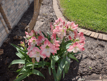 a bunch of pink and white flowers are growing in the dirt