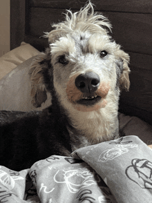 a dog is laying on a bed with a blanket that says ' nc ' on it