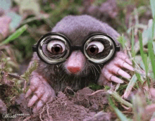 a mole wearing glasses is peeking out of a hole in the grass .