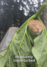 a cat is wrapped in a green leaf with the words " absolutely unperturbed " above it