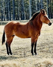 a brown horse standing in a field with trees behind it