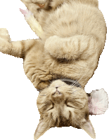 a cat laying upside down on its back with its eyes closed