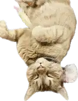 a cat laying upside down on its back with its eyes closed