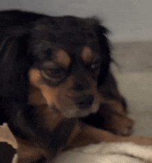 a black and brown dog is laying on a bed