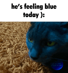 a picture of a blue cat with the words he 's feeling blue today below it