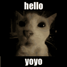 a picture of a cat with the words hello yoyo written above it