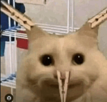 a cat is holding a pair of clothespins in its mouth .
