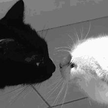 a black and white photo of two cats looking at each other on a tiled floor .