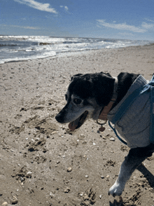 a small black and white dog wearing a sweater is walking on a beach