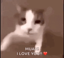 a cat says " muah i love you " with a heart in the background