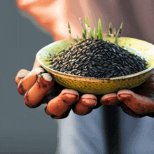 a person is holding a bowl of black rice with green plants growing out of it