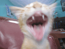 a cat is yawning with its mouth wide open