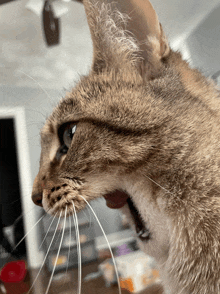 a close up of a cat 's mouth with its mouth open