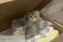a kitten is sitting on a blanket in a box