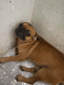 a brown dog laying on a tiled floor looking at the camera