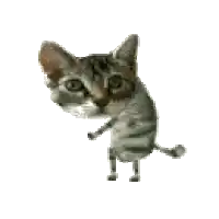 a kitten is standing on its hind legs and looking at the camera on a white background .