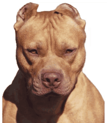 a close up of a brown dog 's face against a white background