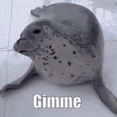 a seal is sitting on a tiled floor with the words gimme written on it .