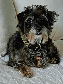 a small black dog with a yellow collar that says murphy