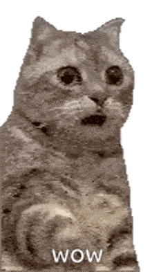 a cat with a surprised look on its face is sitting on a white surface .