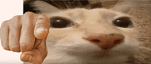 a person pointing at a cat with their finger