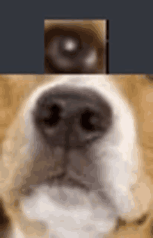 a close up of a dog 's nose with a gray background .